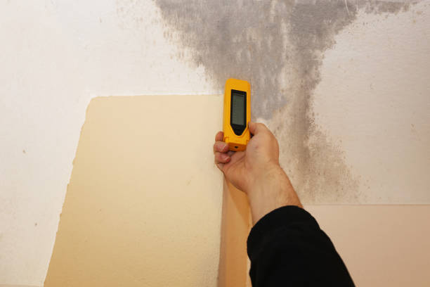 Best Water Damage & Mold Remediation  in Juno Beach, FL
