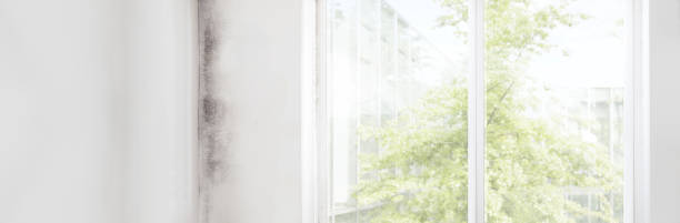 Best Comprehensive Air Testing for Mold Contaminants  in Juno Beach, FL