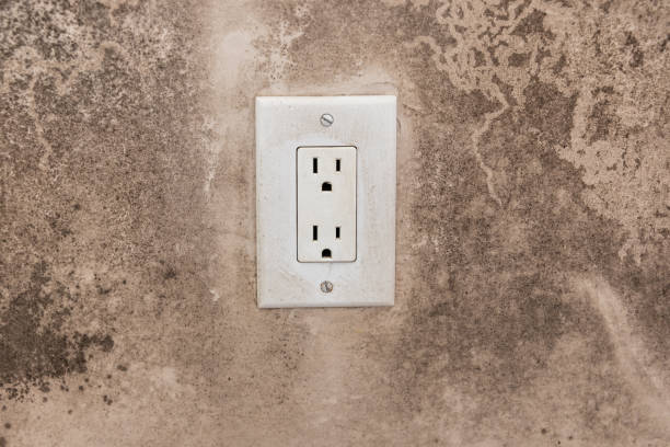 Best Dehumidification Services  in Juno Beach, FL