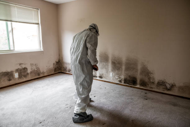 Best Mold Odor Removal Services  in Juno Beach, FL