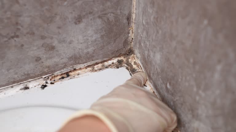 Best Residential Mold Inspection & Testing  in Juno Beach, FL
